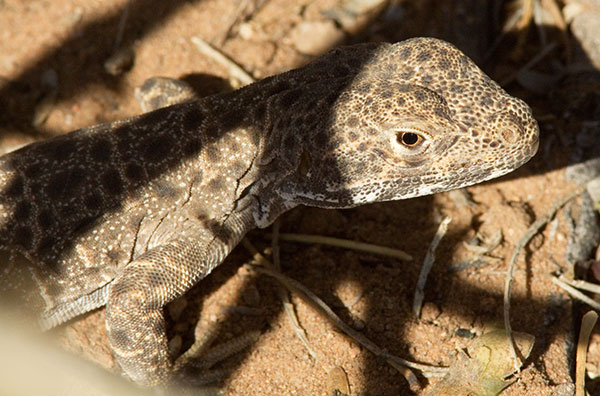 Long-nosed Leopard Lizard Gambelia wislizenii 