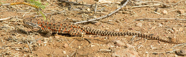 Long-nosed Leopard Lizard Gambelia wislizenii 