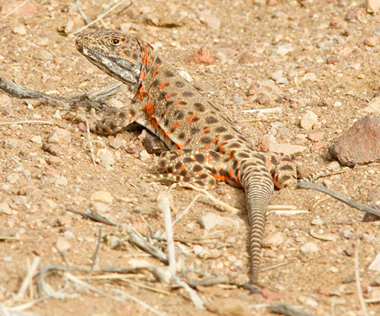 Long-nosed Leopard Lizard Gambelia wislizenii 