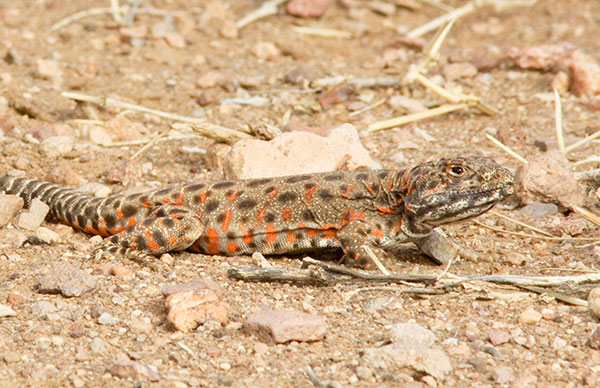Long-nosed Leopard Lizard Gambelia wislizenii 