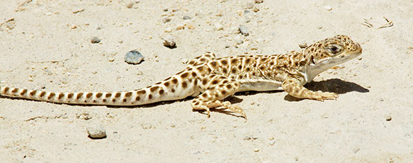 Long-nosed Leopard Lizard Gambelia wislizenii 