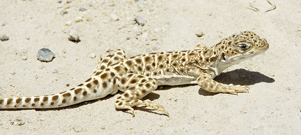 Long-nosed Leopard Lizard Gambelia wislizenii 