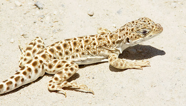 Long-nosed Leopard Lizard Gambelia wislizenii 