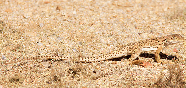 Long-nosed Leopard Lizard Gambelia wislizenii 