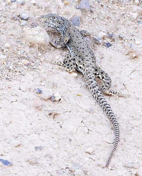 Long-nosed Leopard Lizard Gambelia wislizenii 