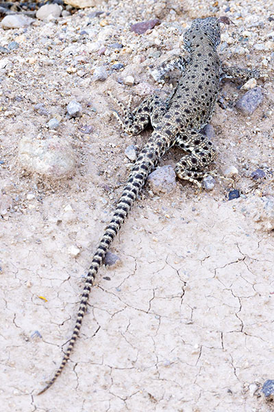 Long-nosed Leopard Lizard Gambelia wislizenii 