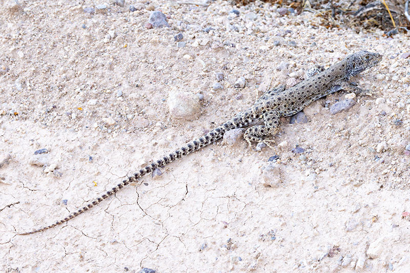 Long-nosed Leopard Lizard Gambelia wislizenii 