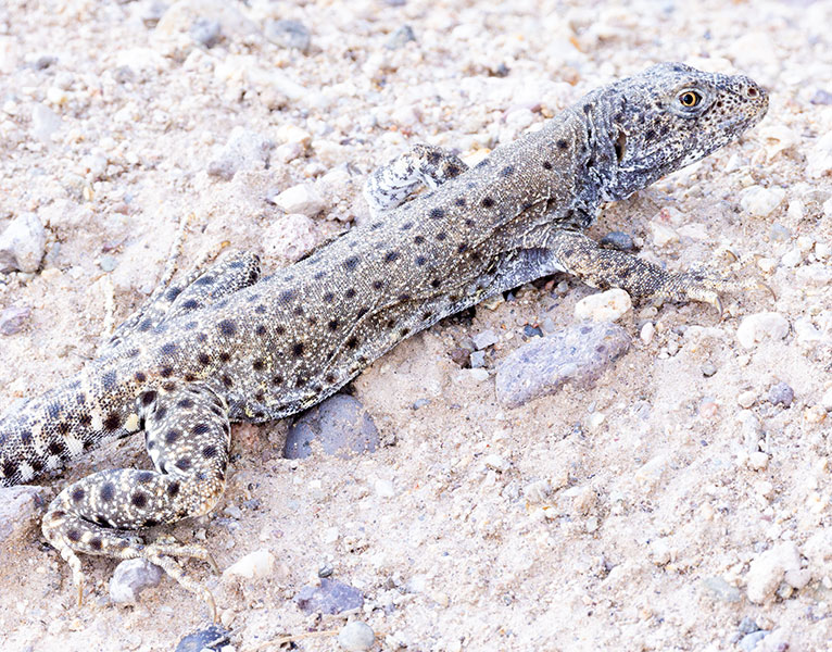 Long-nosed Leopard Lizard Gambelia wislizenii 