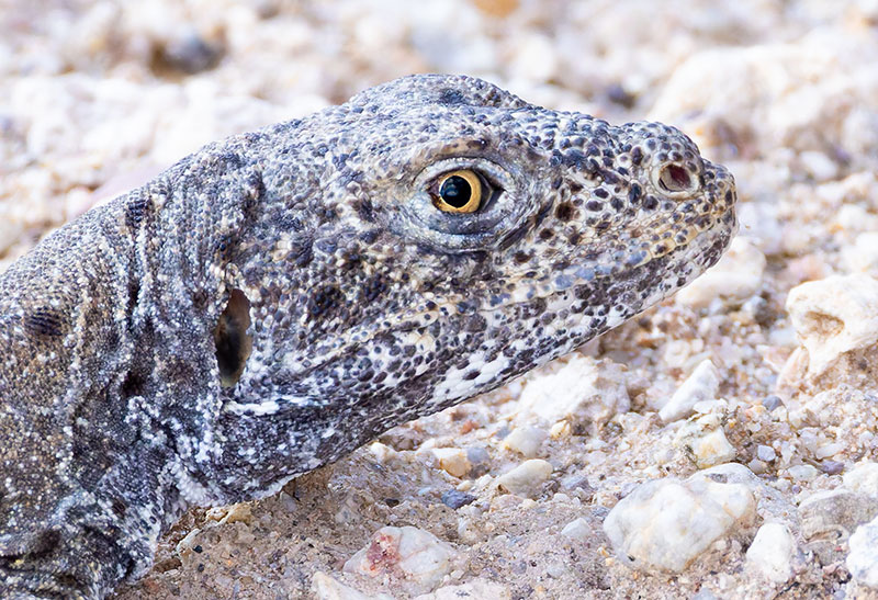 Long-nosed Leopard Lizard Gambelia wislizenii 