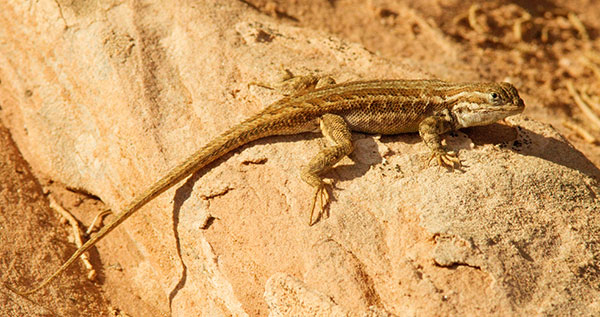 Common Sagebrush Lizard Sceloporus graciosus