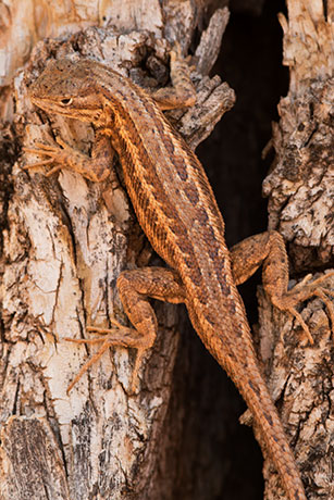 Common Sagebrush Lizard Sceloporus graciosus