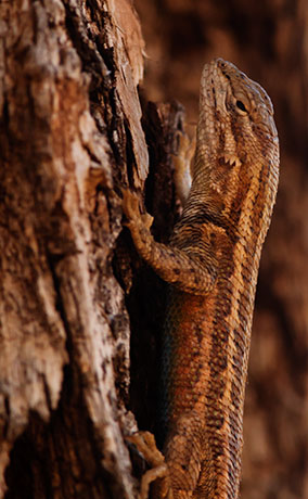 Common Sagebrush Lizard Sceloporus graciosus