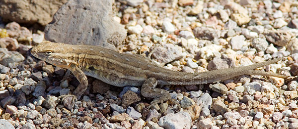 Common Side-blotched Lizard Uta stansburiana