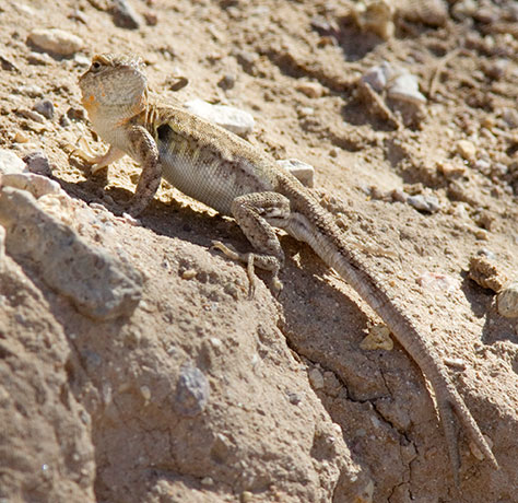 Common Side-blotched Lizard Uta stansburiana
