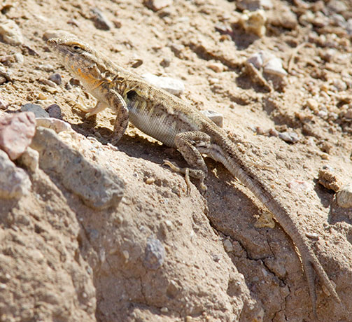 Common Side-blotched Lizard Uta stansburiana