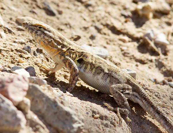 Common Side-blotched Lizard Uta stansburiana