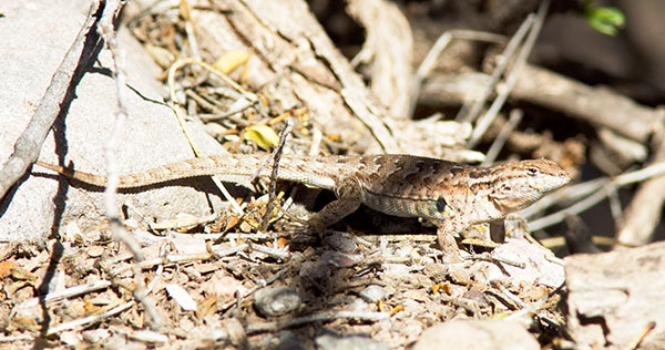 Common Side-blotched Lizard Uta stansburiana