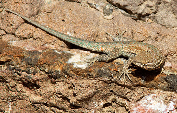 Common Side-blotched Lizard Uta stansburiana