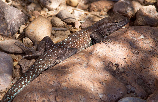 Common Side-blotched Lizard Uta stansburiana