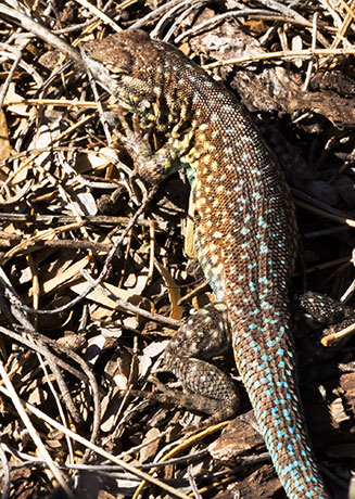 Common Side-blotched Lizard Uta stansburiana