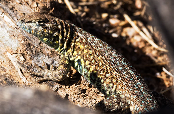 Common Side-blotched Lizard Uta stansburiana