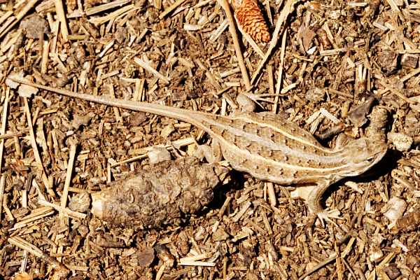 Slevin's Bunchgrass Lizard Sceloporus slevini