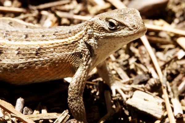 Slevin's Bunchgrass Lizard Sceloporus slevini