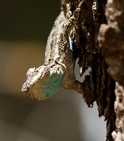 Clark's Spiny Lizard Sceloporus clarkii 