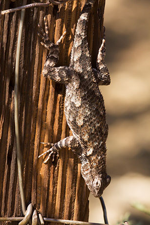 Clark's Spiny Lizard Sceloporus clarkii 