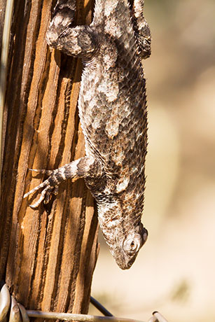 Clark's Spiny Lizard Sceloporus clarkii 
