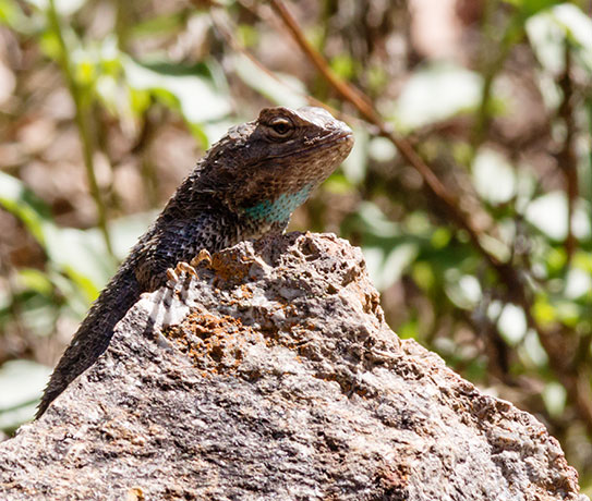 Clark's Spiny Lizard Sceloporus clarkii 