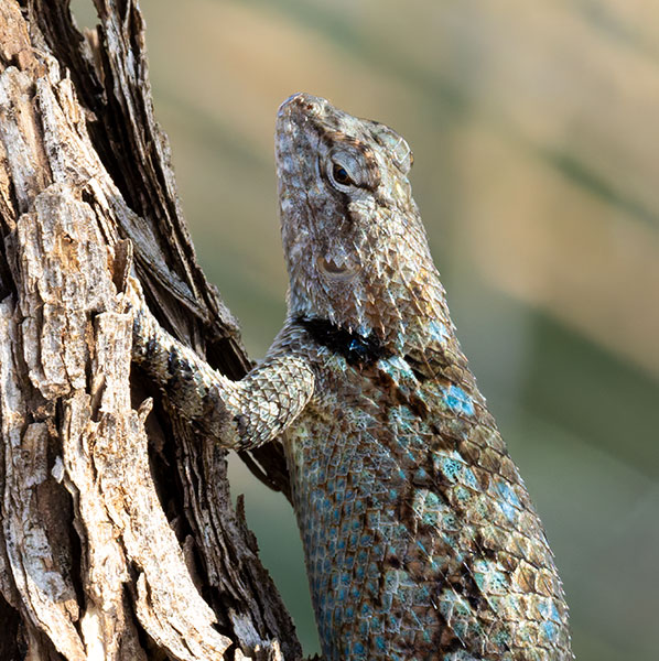 Clark's Spiny Lizard Sceloporus clarkii 