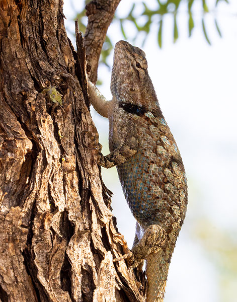 Clark's Spiny Lizard Sceloporus clarkii 