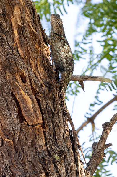 Clark's Spiny Lizard Sceloporus clarkii 