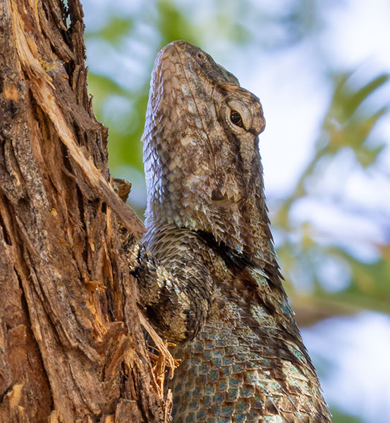 Clark's Spiny Lizard Sceloporus clarkii 