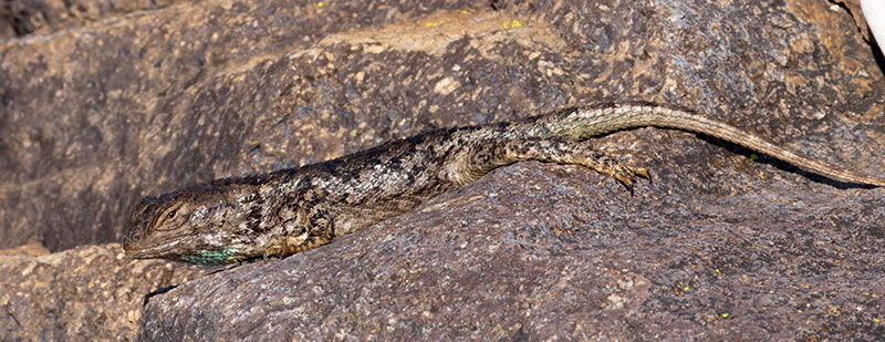 Clark's Spiny Lizard Sceloporus clarkii 