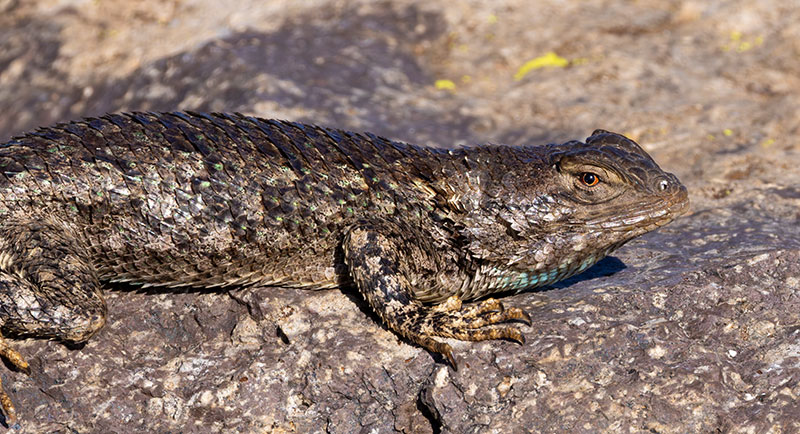 Clark's Spiny Lizard Sceloporus clarkii 
