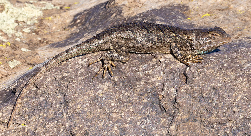 Clark's Spiny Lizard Sceloporus clarkii 