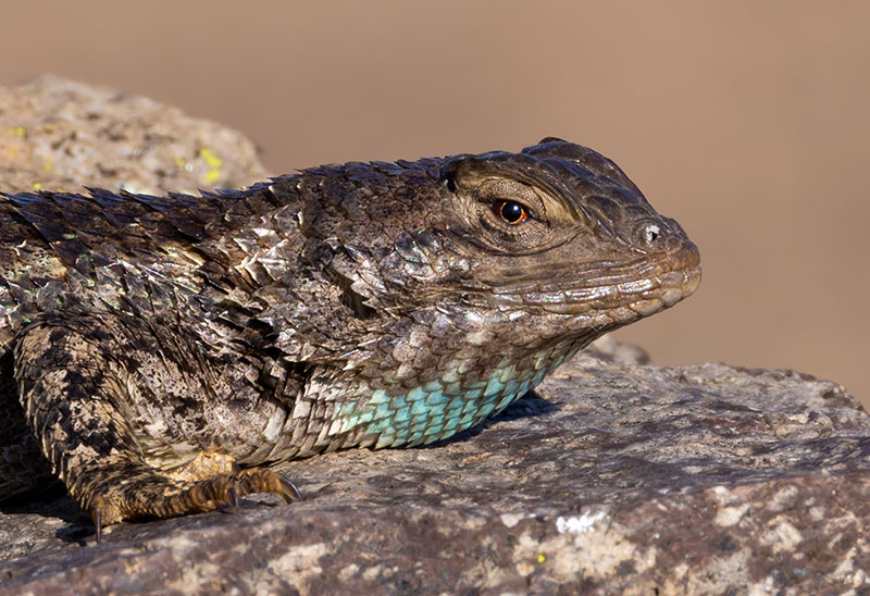 Clark's Spiny Lizard Sceloporus clarkii 