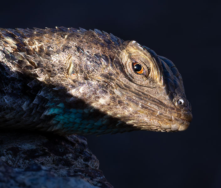 Clark's Spiny Lizard Sceloporus clarkii 