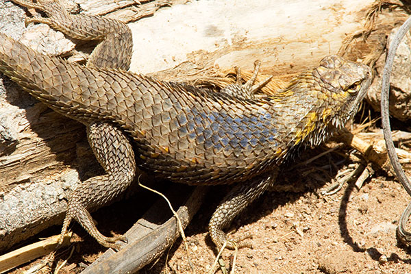 Desert Spiny Lizard Sceloporus magister  