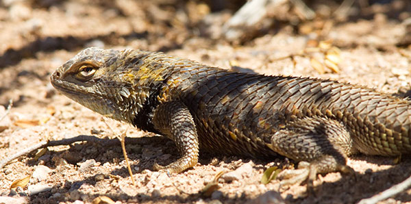 Desert Spiny Lizard Sceloporus magister  