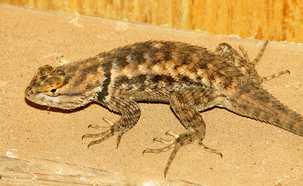 Desert Spiny Lizard Sceloporus magister  