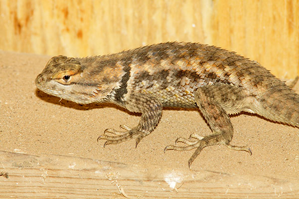 Desert Spiny Lizard Sceloporus magister  