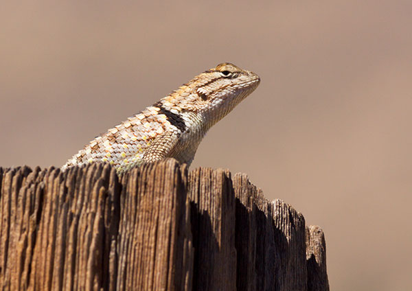 Desert Spiny Lizard Sceloporus magister  