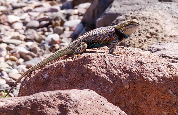 Desert Spiny Lizard Sceloporus magister  