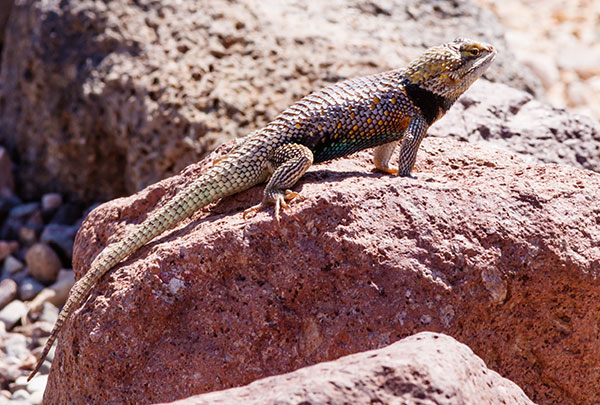 Desert Spiny Lizard Sceloporus magister  