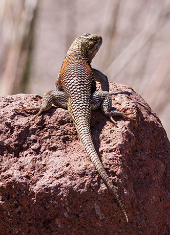 Desert Spiny Lizard Sceloporus magister  