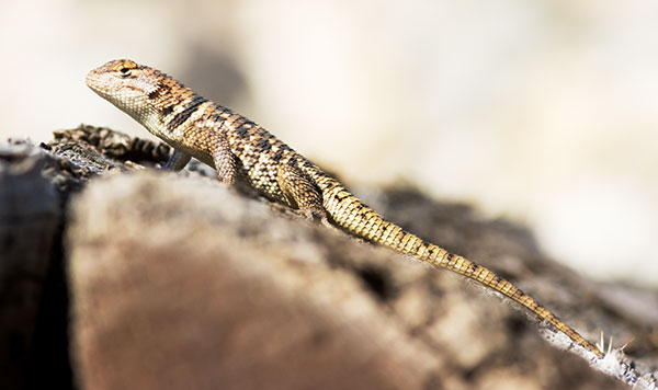 Desert Spiny Lizard Sceloporus magister  