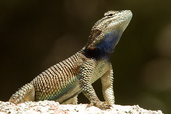 Yarrow's Spiny Lizard Mountain Spiny Lizard Sceloporus jarrovii